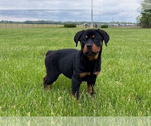 Rottweiler Puppy for Sale in FRANKLIN, Indiana USA