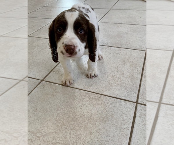 Medium Photo #1 English Springer Spaniel Puppy For Sale in FREEHOLD, NJ, USA
