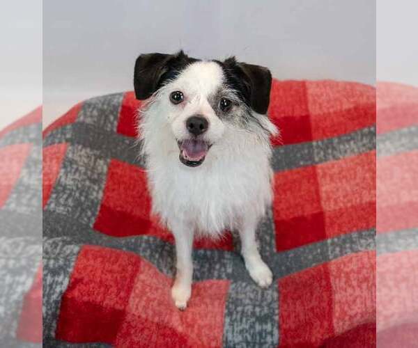 Medium Photo #6 Mutt Puppy For Sale in Kennesaw, GA, USA