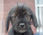 Small Photo #5 Cocker Spaniel-Dachshund Mix Puppy For Sale in Huntley, IL, USA