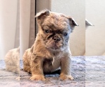 Small #20 English Bulldog