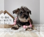 Small #1 Schnauzer (Miniature)