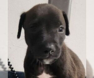 American Staffordshire Terrier-Border Collie Mix Dogs for adoption in Lake Forest, CA, USA