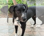 Small #6 Great Dane