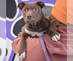 Rain - Male American Staffordshire Terrier-Unknown Mix Dog for Adoption - Photo #9