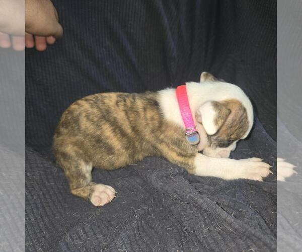 Medium Photo #7 Olde English Bulldogge Puppy For Sale in HAMLER, OH, USA