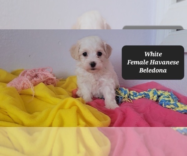 Medium Photo #3 Havanese Puppy For Sale in TUCSON, AZ, USA