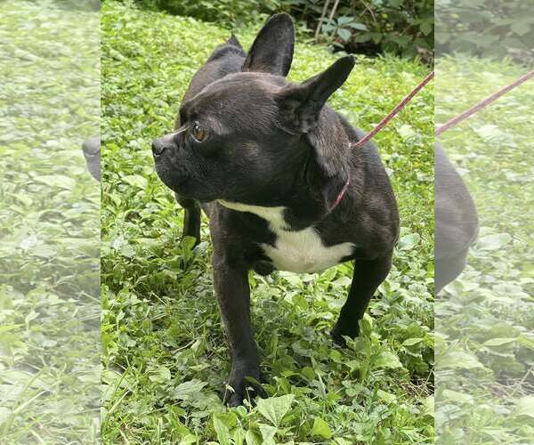 Medium Photo #7 French Bulldog Puppy For Sale in HOPKINSVILLE/PRINCETON, KY, NH, USA
