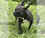 Small #6 French Bulldog