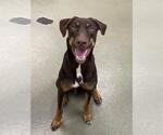 Small #2 Doberman Pinscher Mix