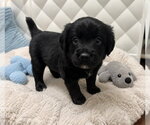 Small Photo #5 Australian Shepherd-Unknown Mix Puppy For Sale in Euless, TX, USA