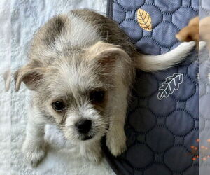 ShiChi Dogs for adoption in Denton, TX, USA