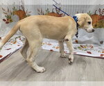 Small Photo #4 Lab-Pointer Puppy For Sale in Attalka, AL, USA
