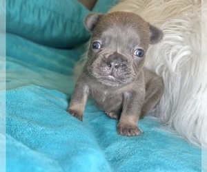 French Bulldog Puppy for sale in VIRGINIA BEACH, VA, USA