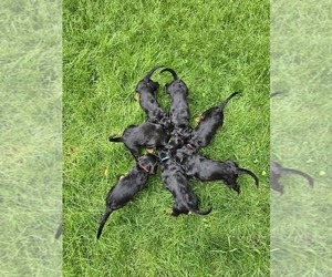 Gordon Setter Litter for sale in MONROE, WI, USA