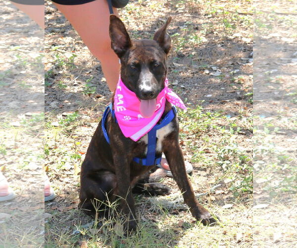 Medium Photo #1 Border Collie-Dutch Shepherd  Mix Puppy For Sale in Bandera, TX, USA