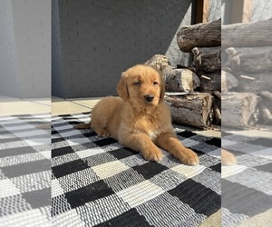 Golden Retriever Puppy for sale in INDIANAPOLIS, IN, USA