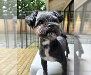 Lhasa Apso-Unknown Mix Dogs for adoption in Bellevue, WA, USA