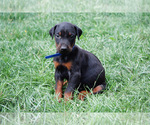 Puppy 4 Doberman Pinscher