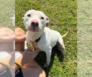 Mutt Dogs for adoption in Abbeville, LA, USA