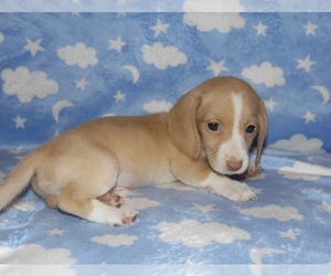 Dachshund Puppy for sale in CHILLICOTHE, OH, USA