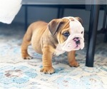 Small Photo #2 English Bulldog Puppy For Sale in CORONA, CA, USA