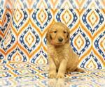 Small Photo #8 Golden Retriever Puppy For Sale in HAVILAND, OH, USA