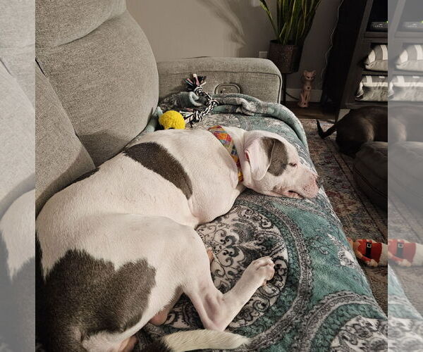 Medium Photo #9 Mutt Puppy For Sale in Fargo, ND, USA