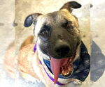 Small #3 German Shepherd Dog Mix