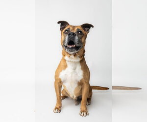 Boxer-Unknown Mix Dogs for adoption in Rowlett, TX, USA
