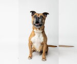 Small Boxer Mix