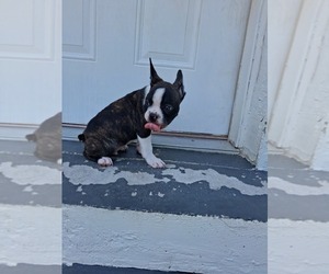 Faux Frenchbo Bulldog Puppy for sale in TAMPA, FL, USA