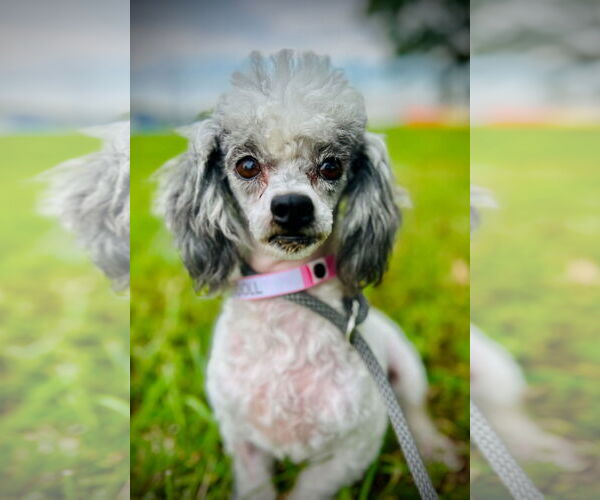 Medium Photo #3 Poodle (Toy) Puppy For Sale in Pacolet, SC, USA