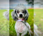 Small #2 Poodle (Toy)