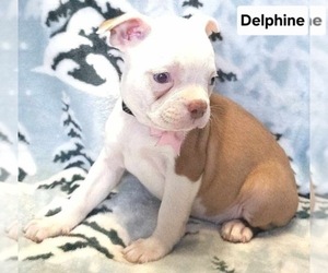 Boston Terrier Puppy for sale in MINERAL WELLS, WV, USA