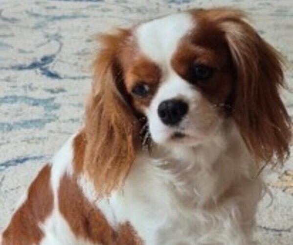 Medium Photo #1 Cavalier King Charles Spaniel Puppy For Sale in RILEYVILLE, VA, USA