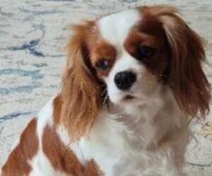 Mother of the Cavalier King Charles Spaniel puppies born on 09/16/2025