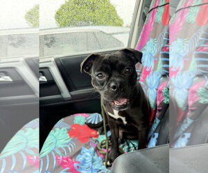 Pug-Unknown Mix Dogs for adoption in San Diego, CA, USA
