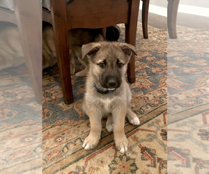 Medium German Shepherd Dog-Siberian Husky Mix