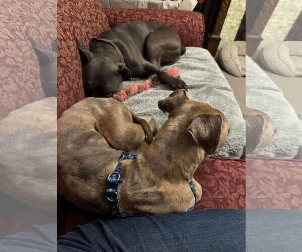 Medium Photo #11 American Pit Bull Terrier-Unknown Mix Puppy For Sale in Germantown, OH, USA