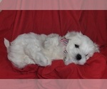 Small #1 Maltese