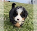 Small Photo #4 Bernese Mountain Dog Puppy For Sale in KILLBUCK, OH, USA