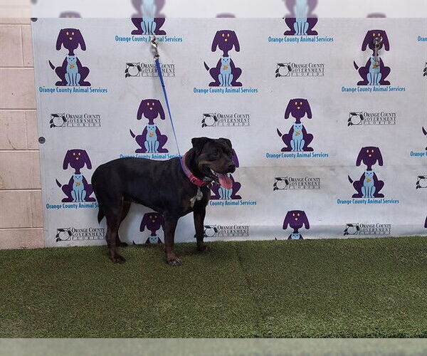 Medium Photo #1 Mutt Puppy For Sale in Orlando, FL, USA