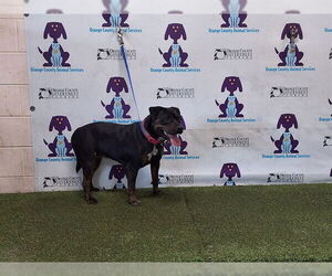 Mutt Dogs for adoption in Orlando, FL, USA