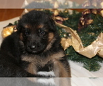 Small Photo #1 German Shepherd Dog Puppy For Sale in TACOMA, WA, USA
