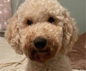 Mother of the Goldendoodle puppies born on 01/30/2026