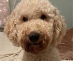 Small Photo #1 Goldendoodle Puppy For Sale in LAFAYETTE, LA, USA