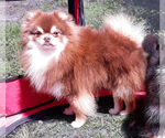Small Photo #1 Pomeranian Puppy For Sale in WEST PALM BEACH, FL, USA