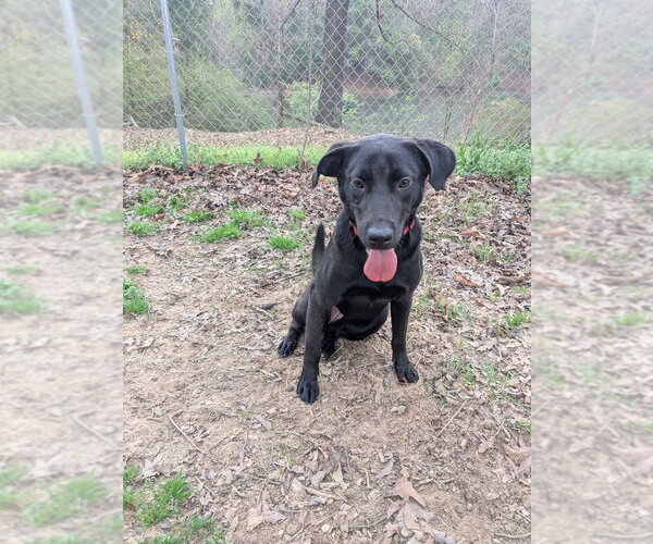 Medium Photo #18 Labrador Retriever-Unknown Mix Puppy For Sale in Boston, MA, USA