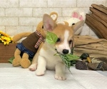 Small #4 Pembroke Welsh Corgi